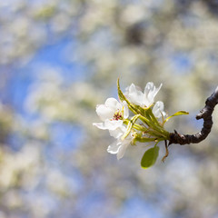 blooming apple tree branch against the sky