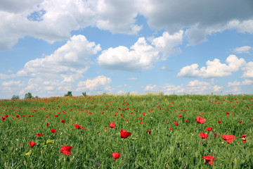 poppies flower and blue sky spring meadow