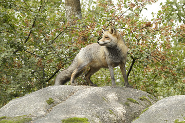 Red fox (Vulpes vulpes) on top of a rock in a forest