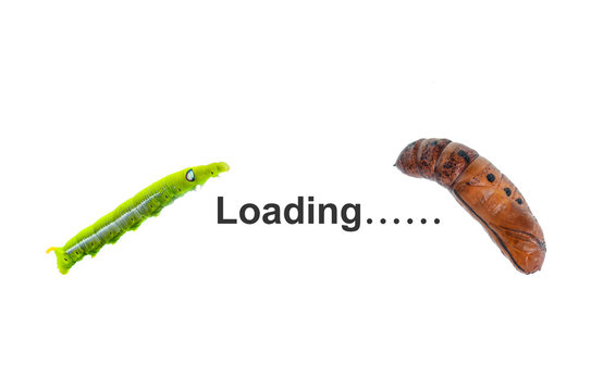 Isolated of green caterpillar to be pupa on white.