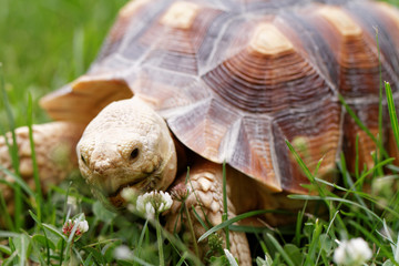 African Spurred Tortoise
