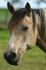 Obraz premium Pferdekopf