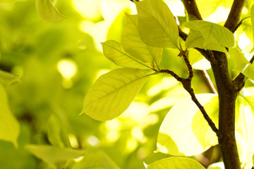 Green leaves