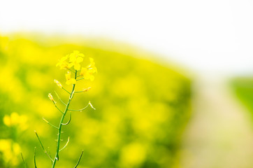 Obraz premium Ripeseed stem on blurry background
