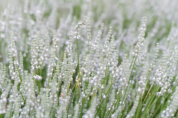 Fototapeta premium Białe kwiaty lawendy