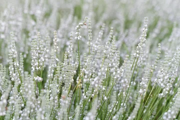 Crédence de cuisine en verre imprimé Lavande Fleurs de lavande blanche