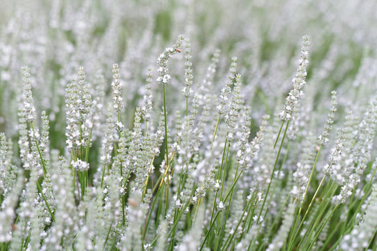 Fototapeta White lavender flowers