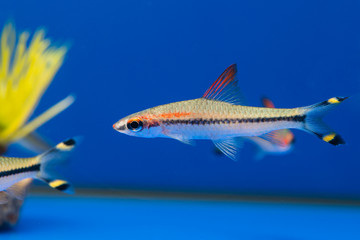 Barbus denisonii in blue water