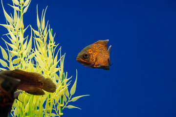 Oscar (Astronotus ocellatus) aquarium fish