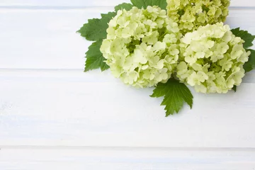 Tuinposter hortensia © Lucky Project