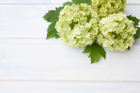 hydrangea