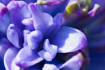 purple flowers of a hyacinth close up, a macro