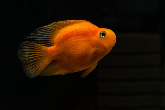 Parrot fish on a black background