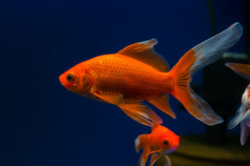 Comet Goldfish (Carassius aurastus comet) © smspsy