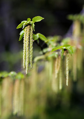 Branch of hazel catkins in the afternoon sun