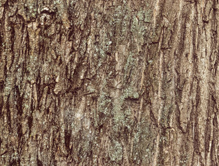 Tree bark background / texture
