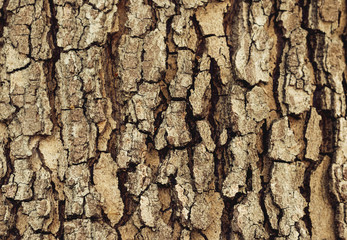Tree bark background / texture