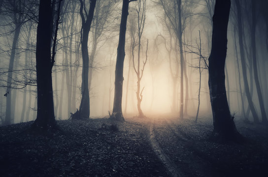 Fototapeta dark spooky forest path
