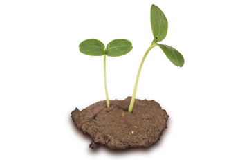 Seeding,Plant seed glowing isolate on white with clipping path.