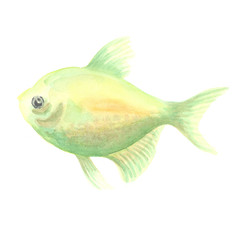 green aquarium small fish a ternetion on a white background. Watercolor painting