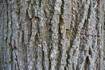 Фоны,дерево,