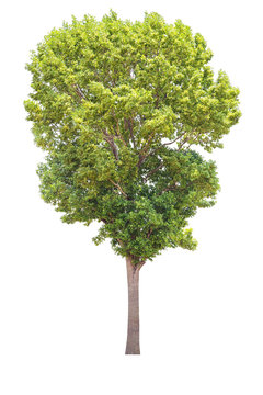Big tree isolate on white background,clipping path