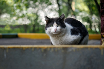 Black and white street cat. Cat wandering, sitting on the sidewalk. The concept of the problem of homeless animals