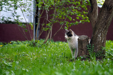 Obraz premium Black and white street cat. Wandering cat, peeking out from behind a tree. Green grass, the house wall. The concept of the problem of homeless animals