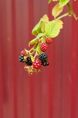 Blackberries on the vine in various stages of ripeness
