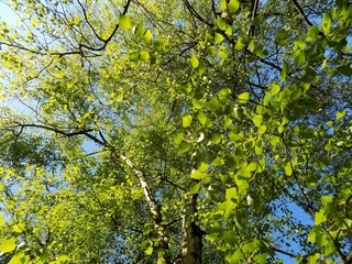 Birch tree