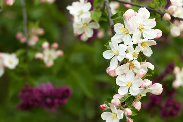 beautiful flowers on the apple tree in nature