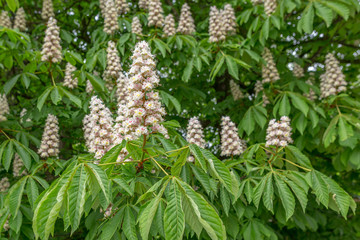 European horse-chestnut (Aesculus hippocastanum) tree in blossom.