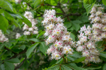 European horse-chestnut (Aesculus hippocastanum) tree in blossom.