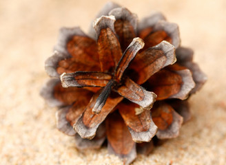pinecone
