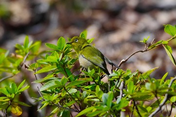 Japanese white-eye