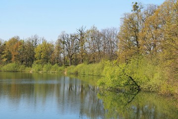 trees on the bank of a pond in Poodri reflecting on the water surface in spring