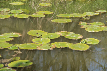 green leaves of water lilly on the water surface