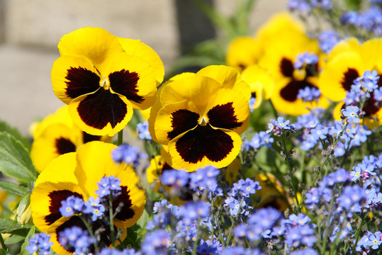 close photo of yellow pansies and blue forget-me-not flowers in spring