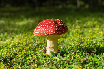 Flyagaric mushroom
