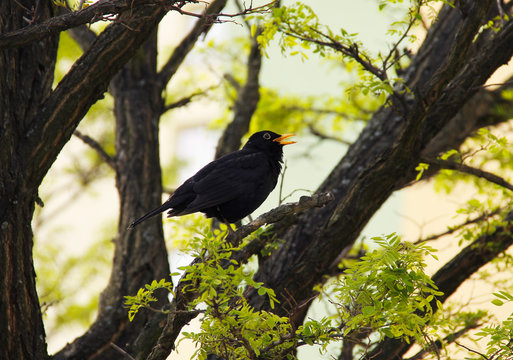 Blackbird Male Sitting On The Tree And Singing In Spring