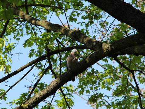 common wood pigeon sitting on the branch of a big tree