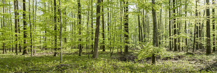 pattern of young  trees in the forest