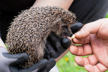 Igel Braunbrustigel (Erinaceus europaeus) wird f&uuml;r den Winterschlaf aufgep&auml;ppelt