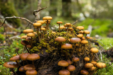 Forrest mushroom at Kepler track