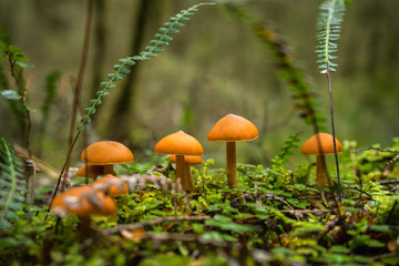 Forrest mushroom at Kepler track