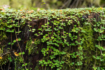 small green forest plant at Kepler in Te Anau, New Zealand