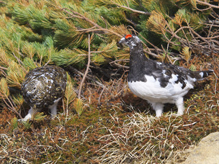 ライチョウつがい