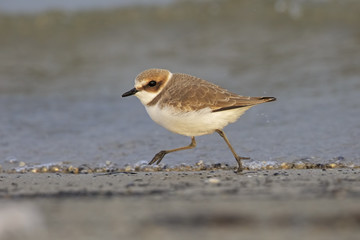 kentish plover