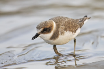 kentish plover