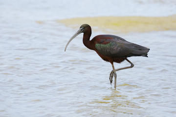The glossy ibis